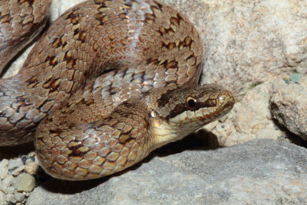 Orbettino, Vipera e Coronella al tramonto!